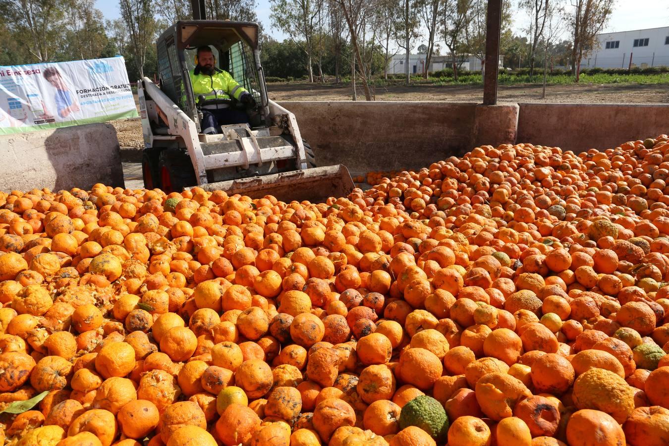 La depuradora del Copero funciona con naranjas amargas