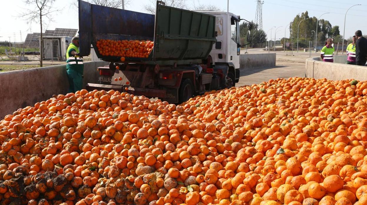 La depuradora del Copero funciona con naranjas amargas