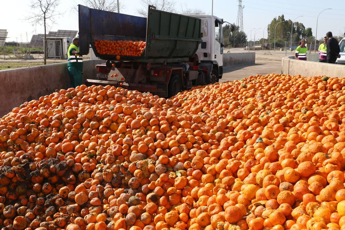 La depuradora del Copero funciona con naranjas amargas