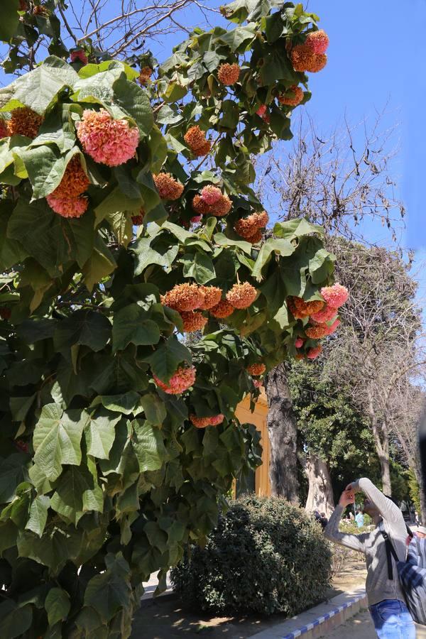 Sevilla vive ya en primavera