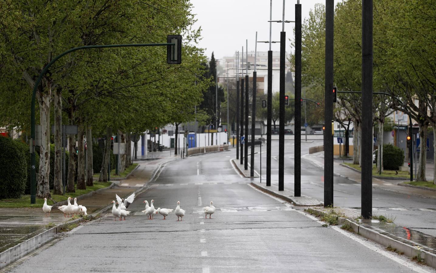 Las calles desiertas de un domingo de coronavirus en Córdoba, en imágenes