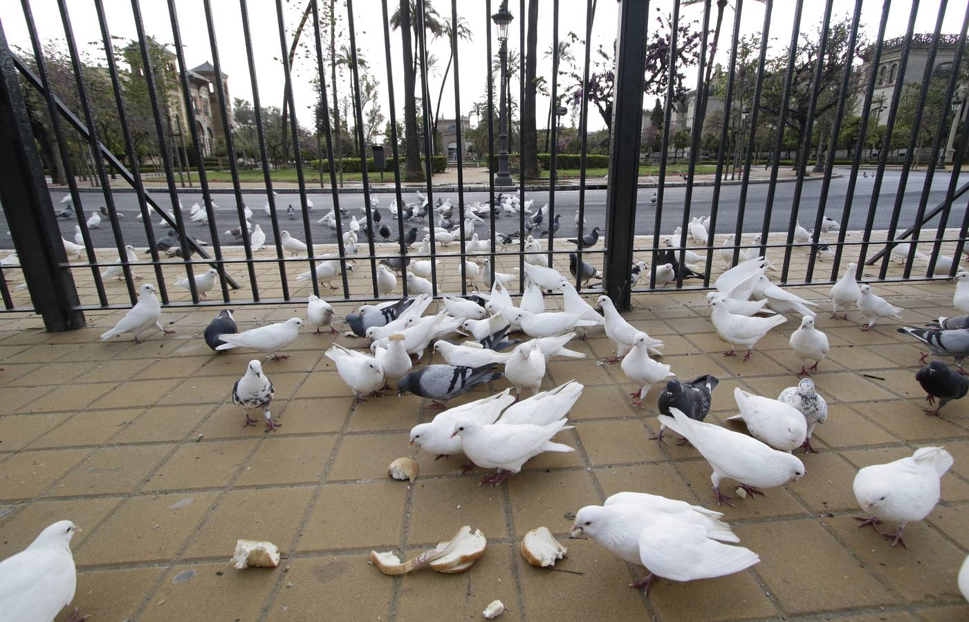 Coronavirus en Sevilla: siempre nos queda la «Esperanza»