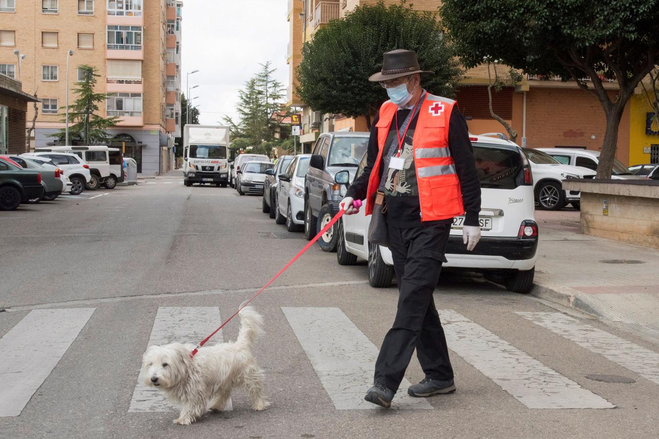 Huesca. Un voluntario de Cruz Roja pasea la mascota de una anciana que no puede salir por ser población de riesgo
