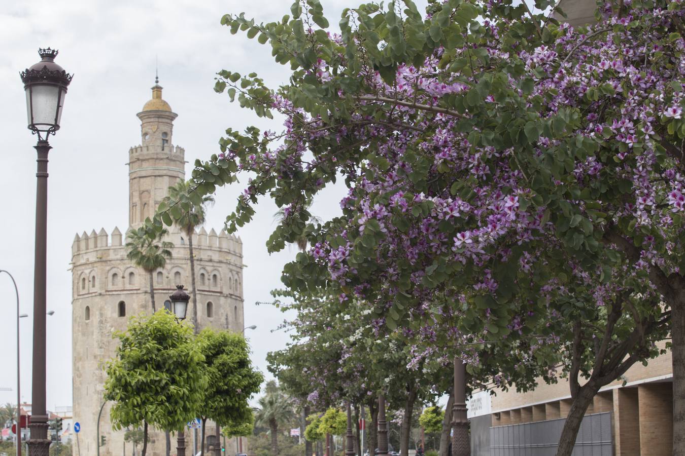 Coronavirus en Sevilla: la primavera brota tras los cristales