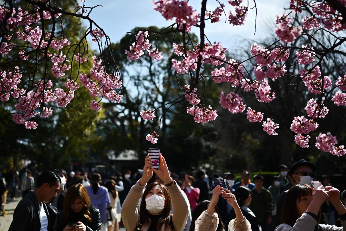 Guardar la belleza en el móvil. Los nipones han podido celebrar bajo los cerezos una tradición que, al final, celebra la belleza de la fugacidad y la fragilidad.