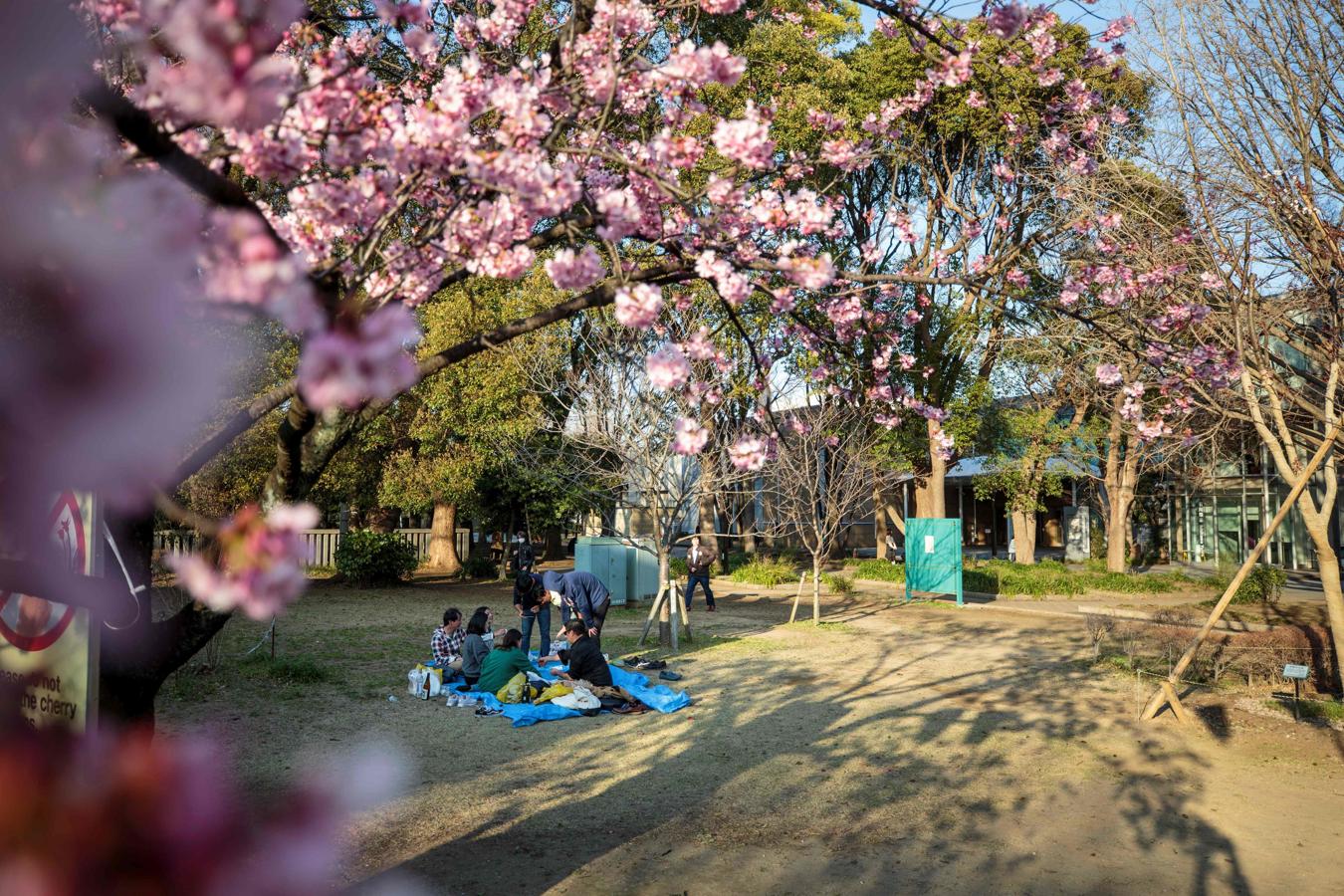 ¿Una celebración poco responsable?. Después de las imágenes de celebración y reunión en los parques tokiotas a lo largo del fin de semana, la gobernadora del área metropolitana de Tokio, Yuriko Koike, afirmó este lunes que medidas de confinamiento más estrictas podrían ser necesarias para evitar la propagación del virus, incluido un posible cierre de la capital.