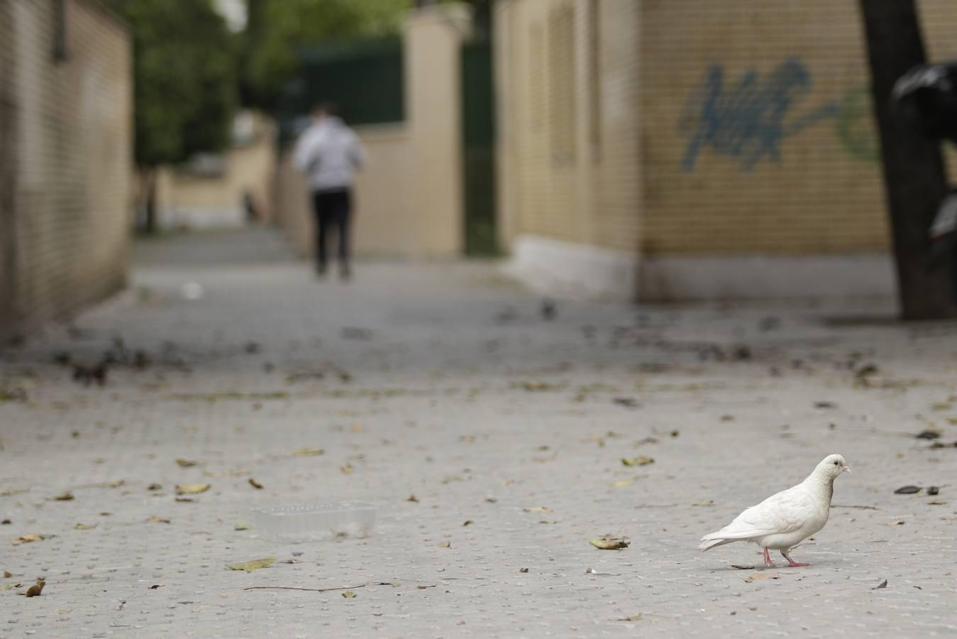 Coronavirus en Sevilla: así se vive el día a día en el Polígono San Pablo