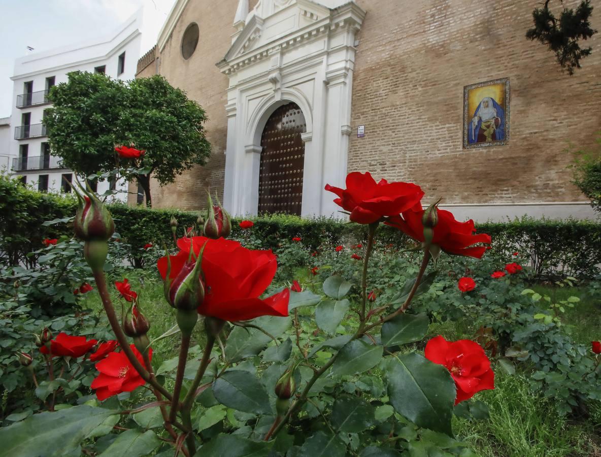 Imágenes de la Semana Santa de Sevilla de 2020: Cristo de Burgos