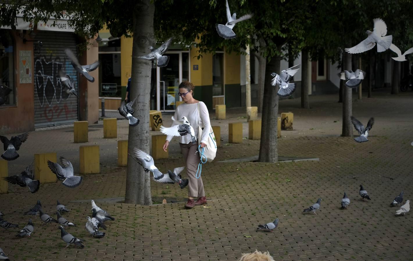 Pasea por Sevilla sin salir de casa