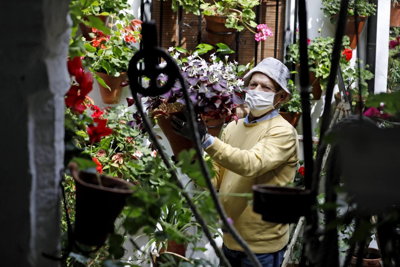 Los Patios de Córdoba florecen a puerta cerrada, en imágenes