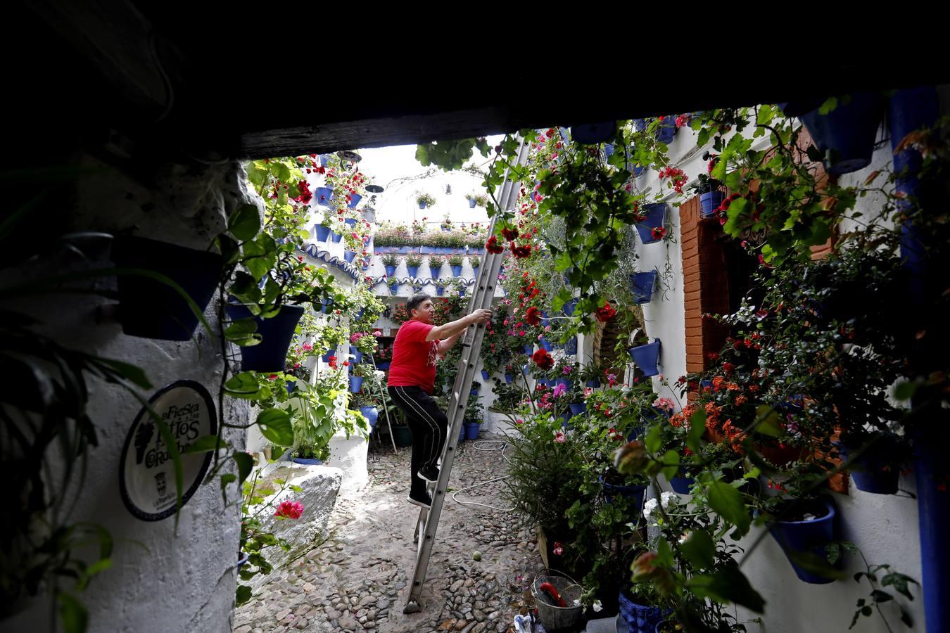 Los Patios de Córdoba florecen a puerta cerrada, en imágenes