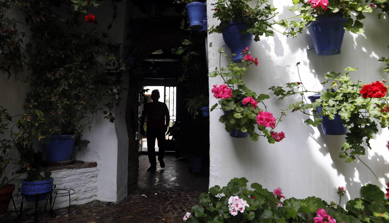 Los Patios de Córdoba florecen a puerta cerrada, en imágenes