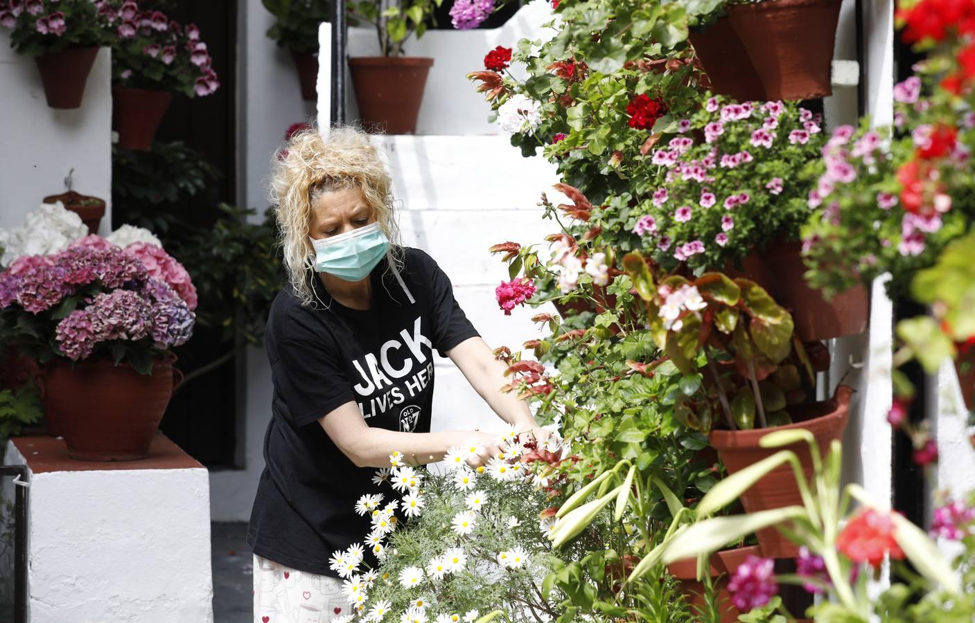 Los Patios de Córdoba florecen a puerta cerrada, en imágenes