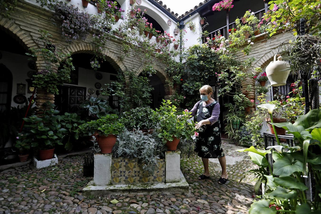 Los Patios de Córdoba florecen a puerta cerrada, en imágenes