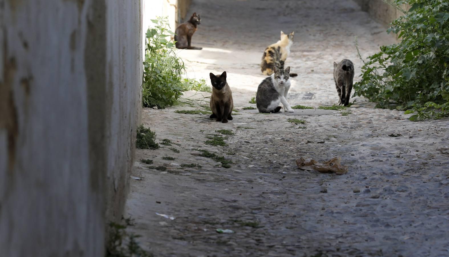 Coronavirus por barrios en Córdoba | El confinamiento en San Agustín, en imágenes