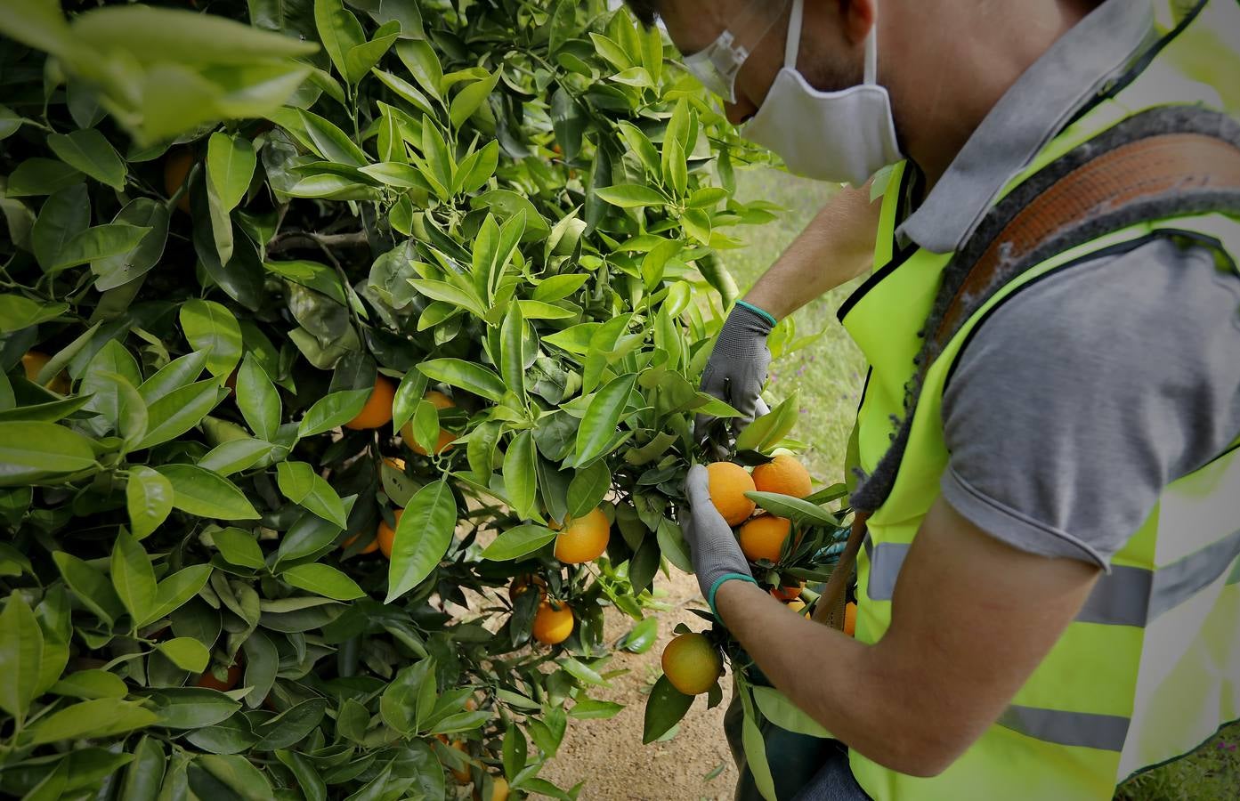 Recogida de naranjas en Sevilla en tiempos del coronavirus