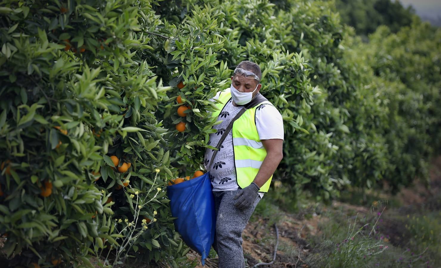 Recogida de naranjas en Sevilla en tiempos del coronavirus