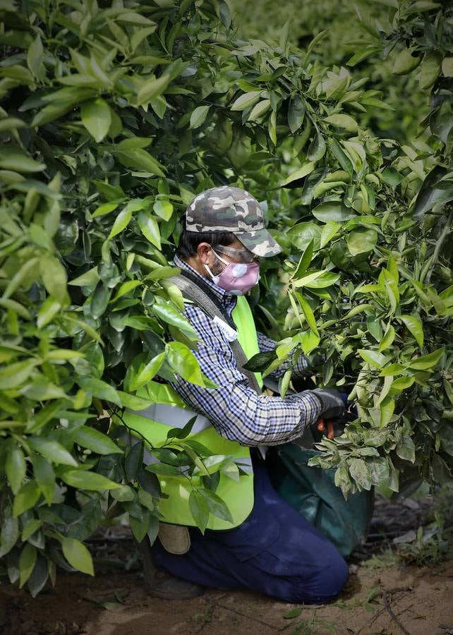 Recogida de naranjas en Sevilla en tiempos del coronavirus