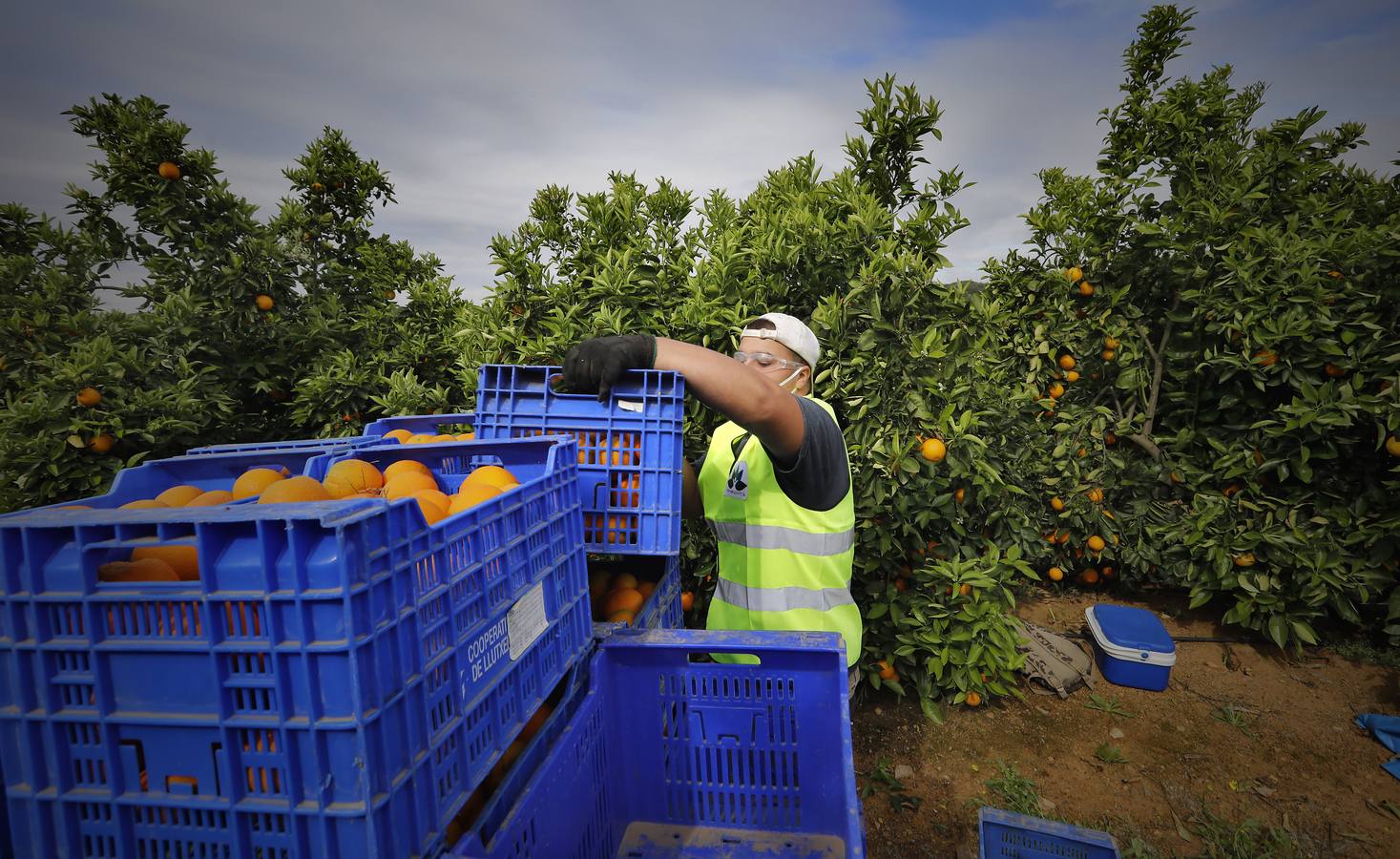 Recogida de naranjas en Sevilla en tiempos del coronavirus