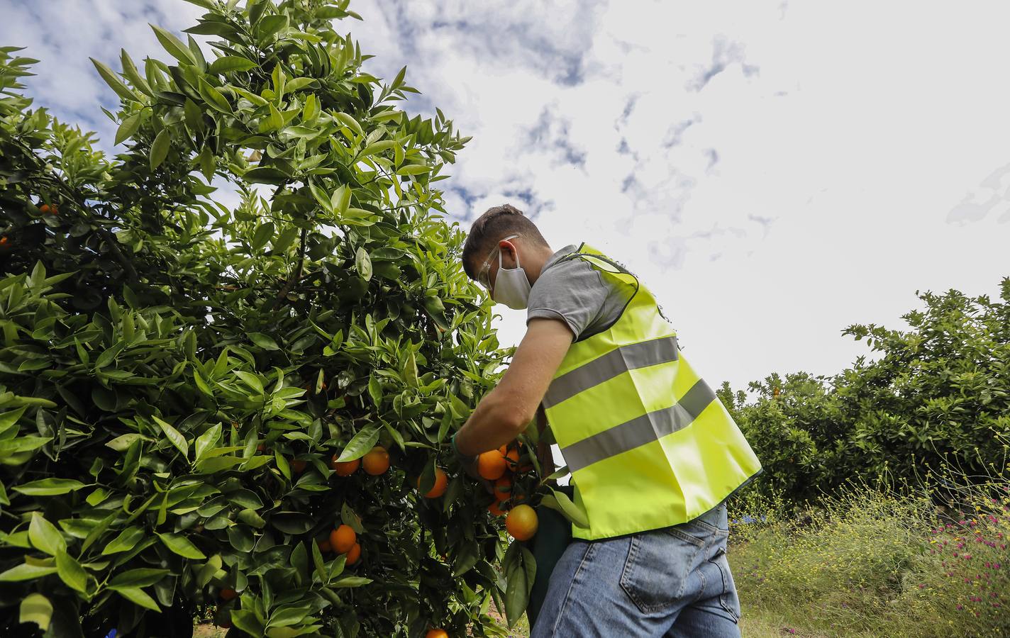 Recogida de naranjas en Sevilla en tiempos del coronavirus