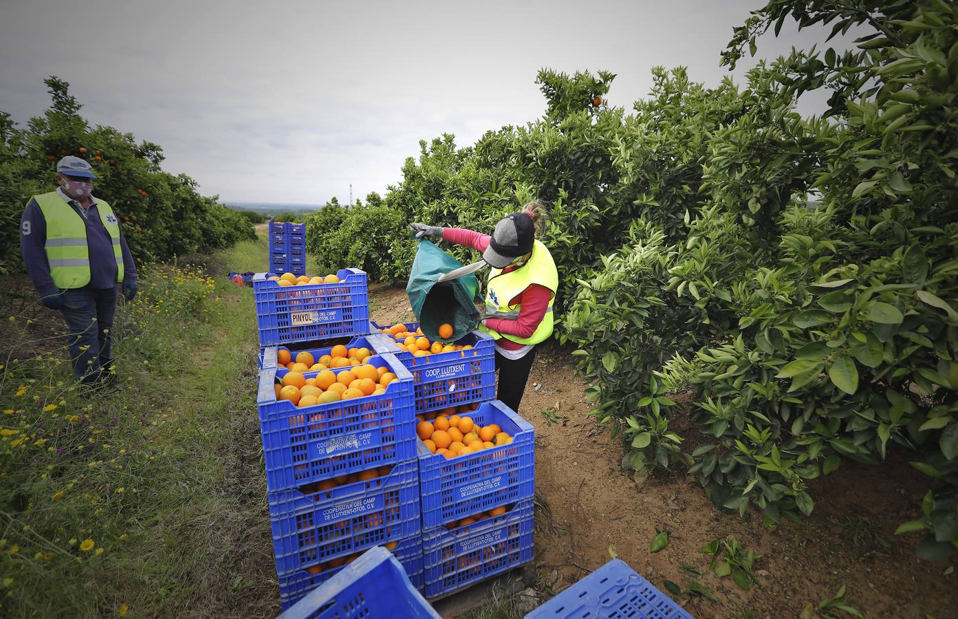 Recogida de naranjas en Sevilla en tiempos del coronavirus