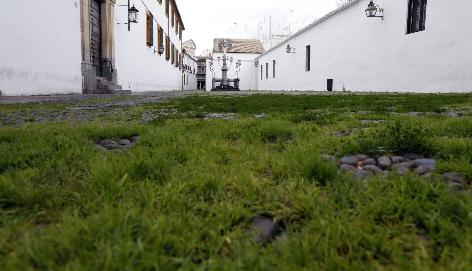 El poético tapete verde de la plaza de Capuchinos de Córdoba, en imágenes