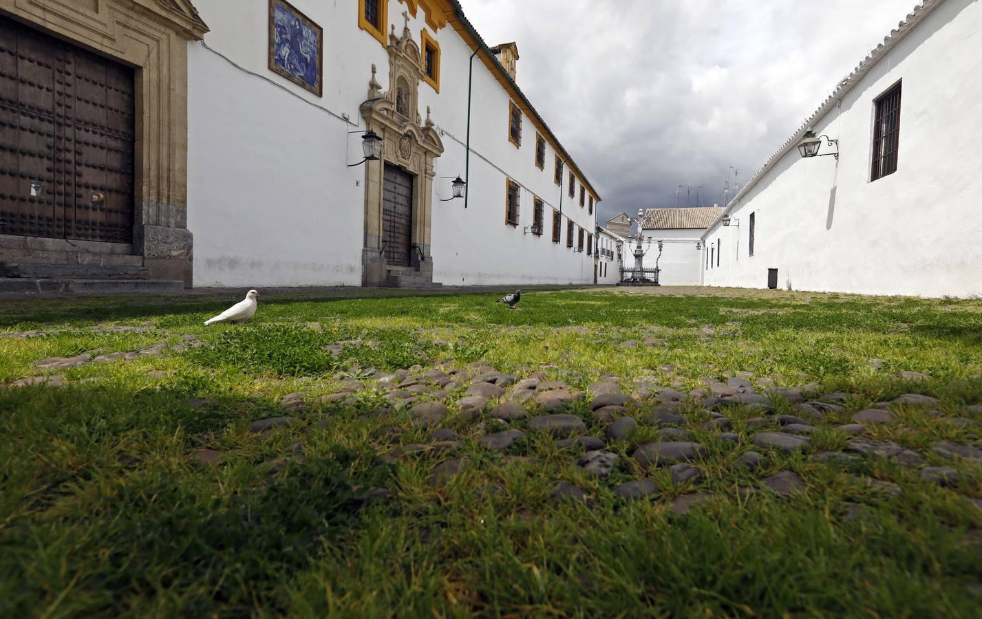 El poético tapete verde de la plaza de Capuchinos de Córdoba, en imágenes