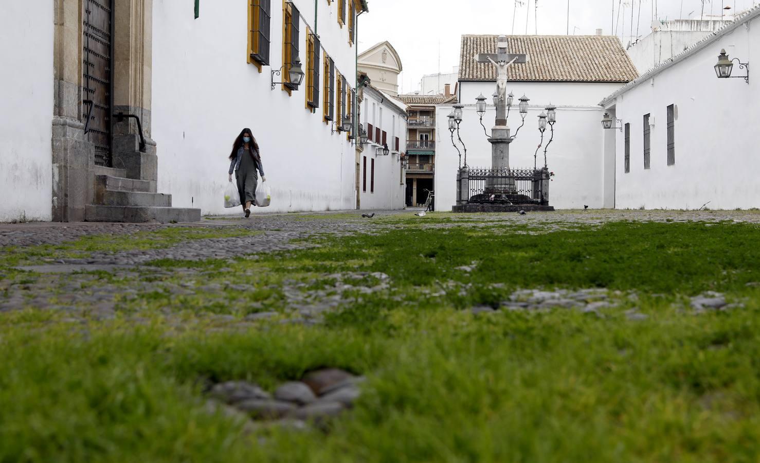 El poético tapete verde de la plaza de Capuchinos de Córdoba, en imágenes