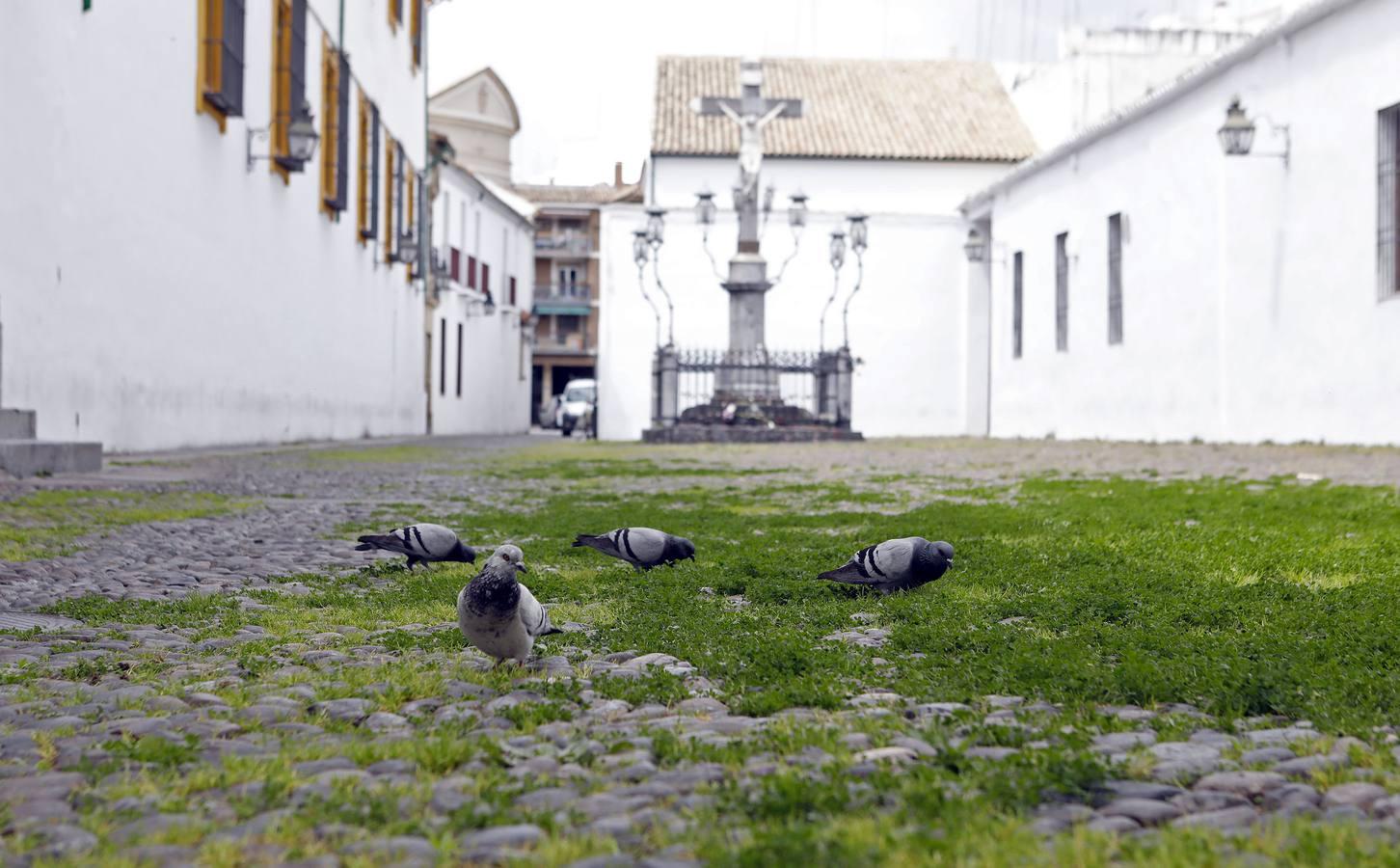 El poético tapete verde de la plaza de Capuchinos de Córdoba, en imágenes