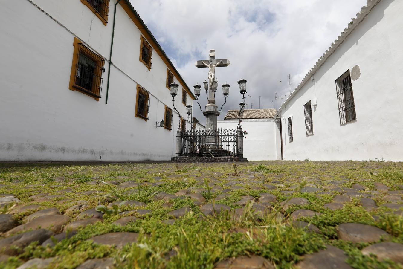 El poético tapete verde de la plaza de Capuchinos de Córdoba, en imágenes