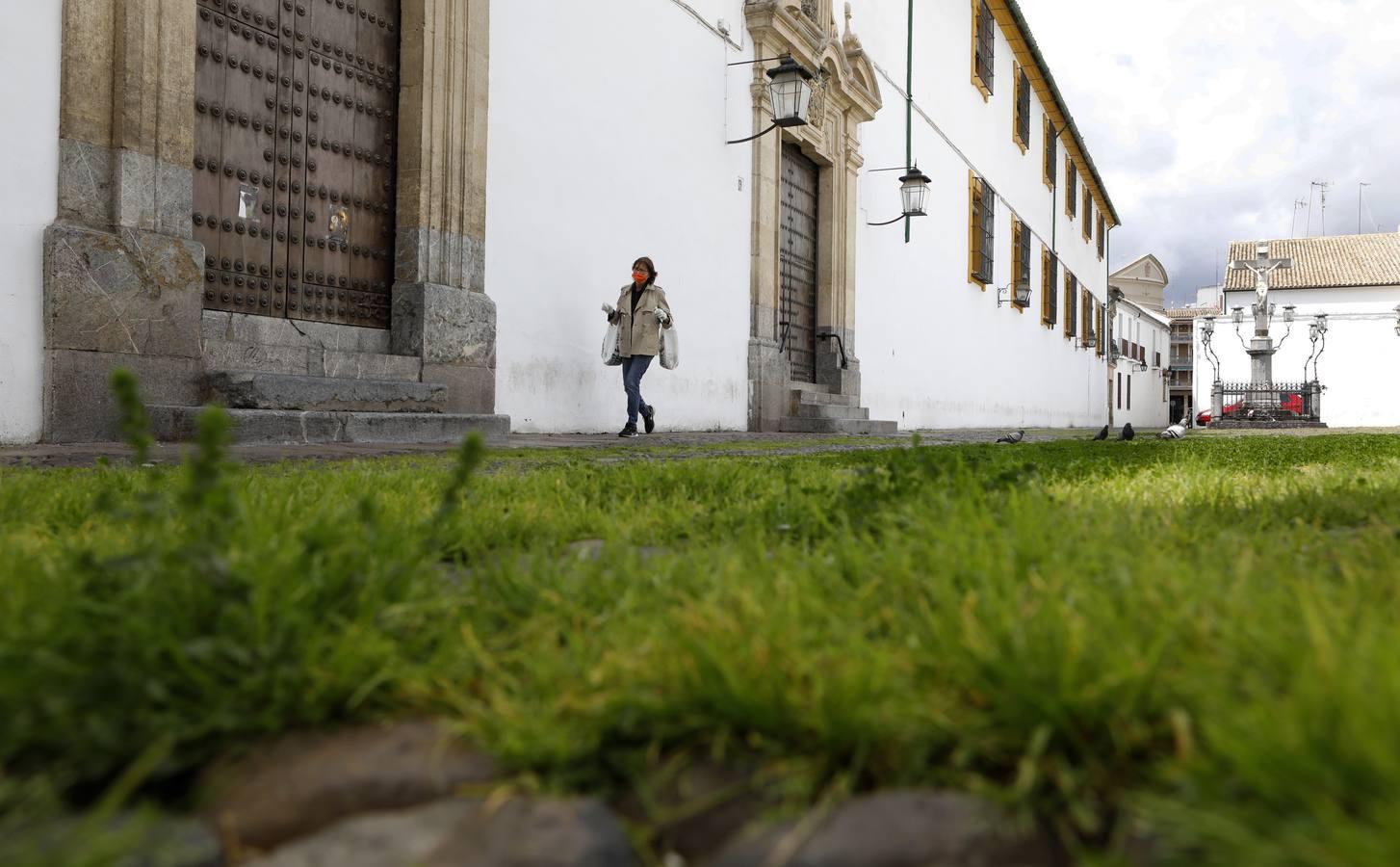 El poético tapete verde de la plaza de Capuchinos de Córdoba, en imágenes