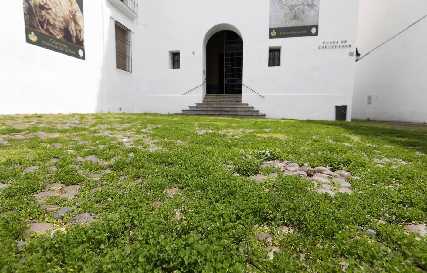 El poético tapete verde de la plaza de Capuchinos de Córdoba, en imágenes