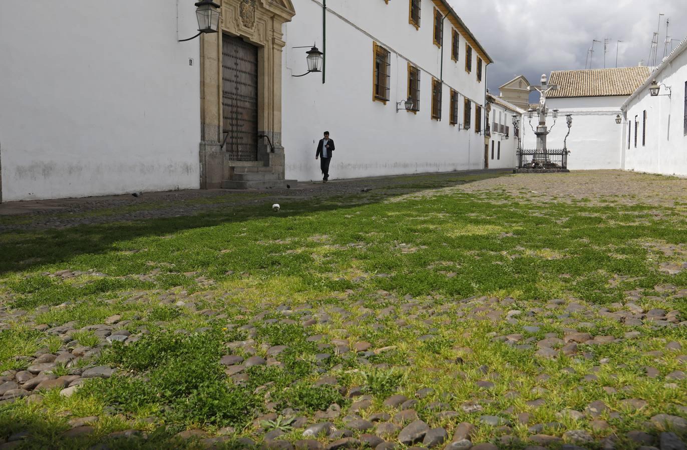 El poético tapete verde de la plaza de Capuchinos de Córdoba, en imágenes