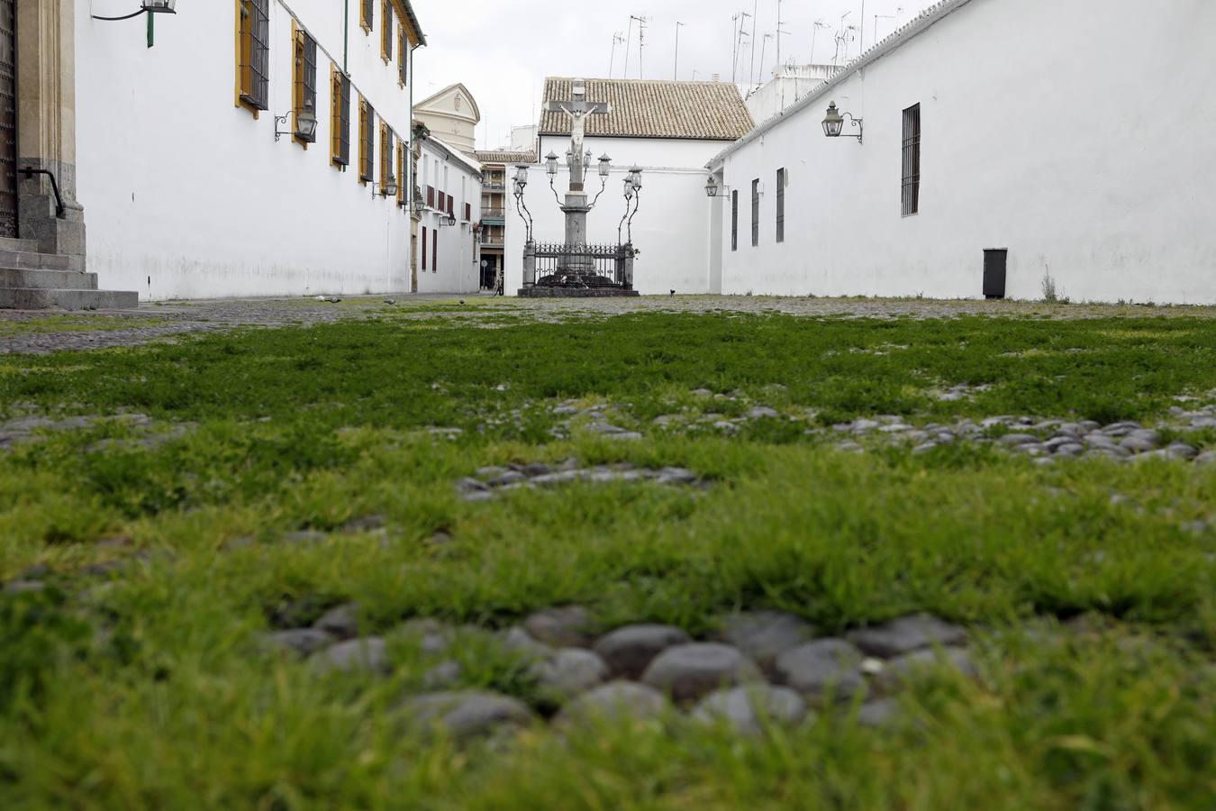 El poético tapete verde de la plaza de Capuchinos de Córdoba, en imágenes