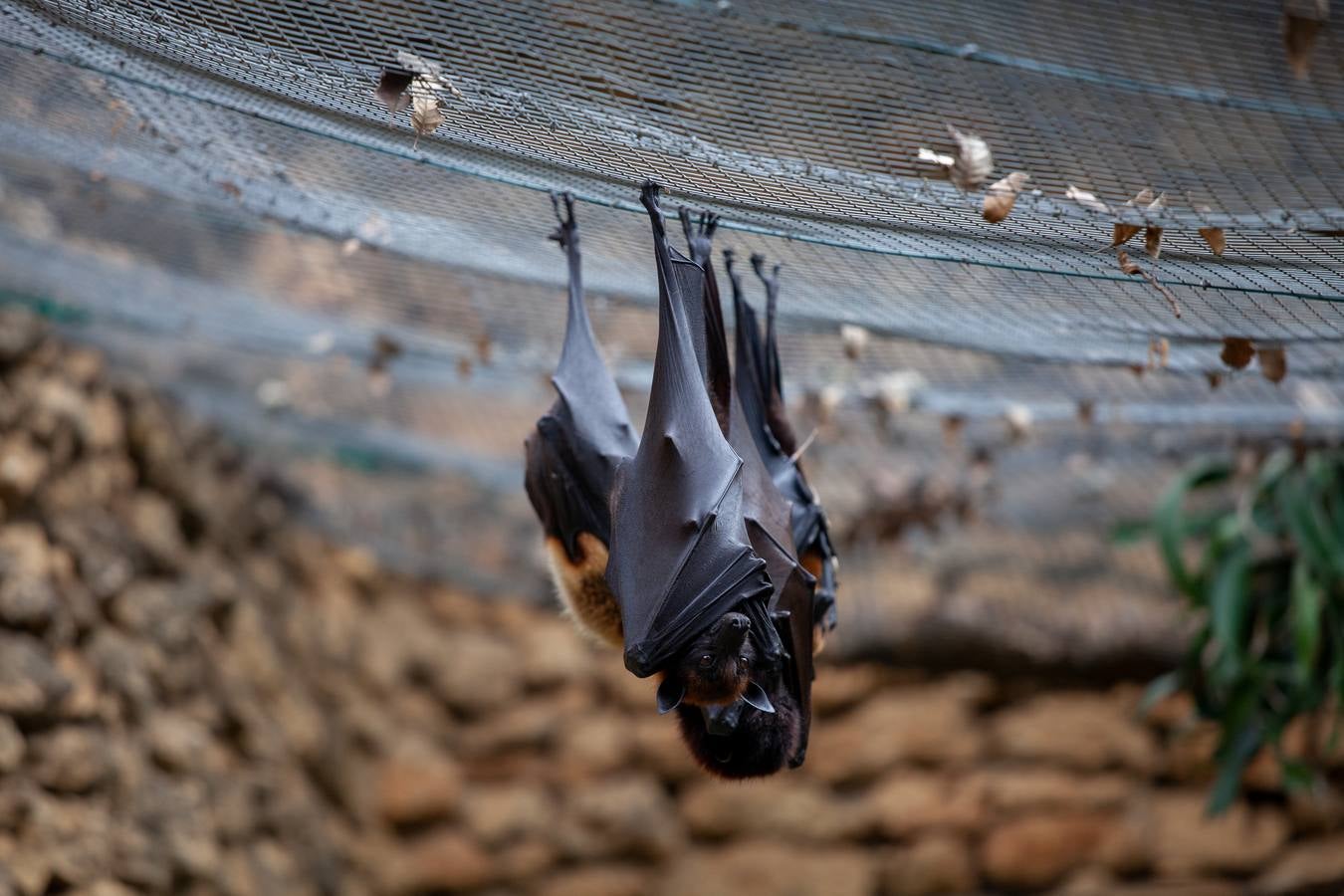 La crisis del coronavirus pone en jaque al centro de animales de Castellar de la Frontera