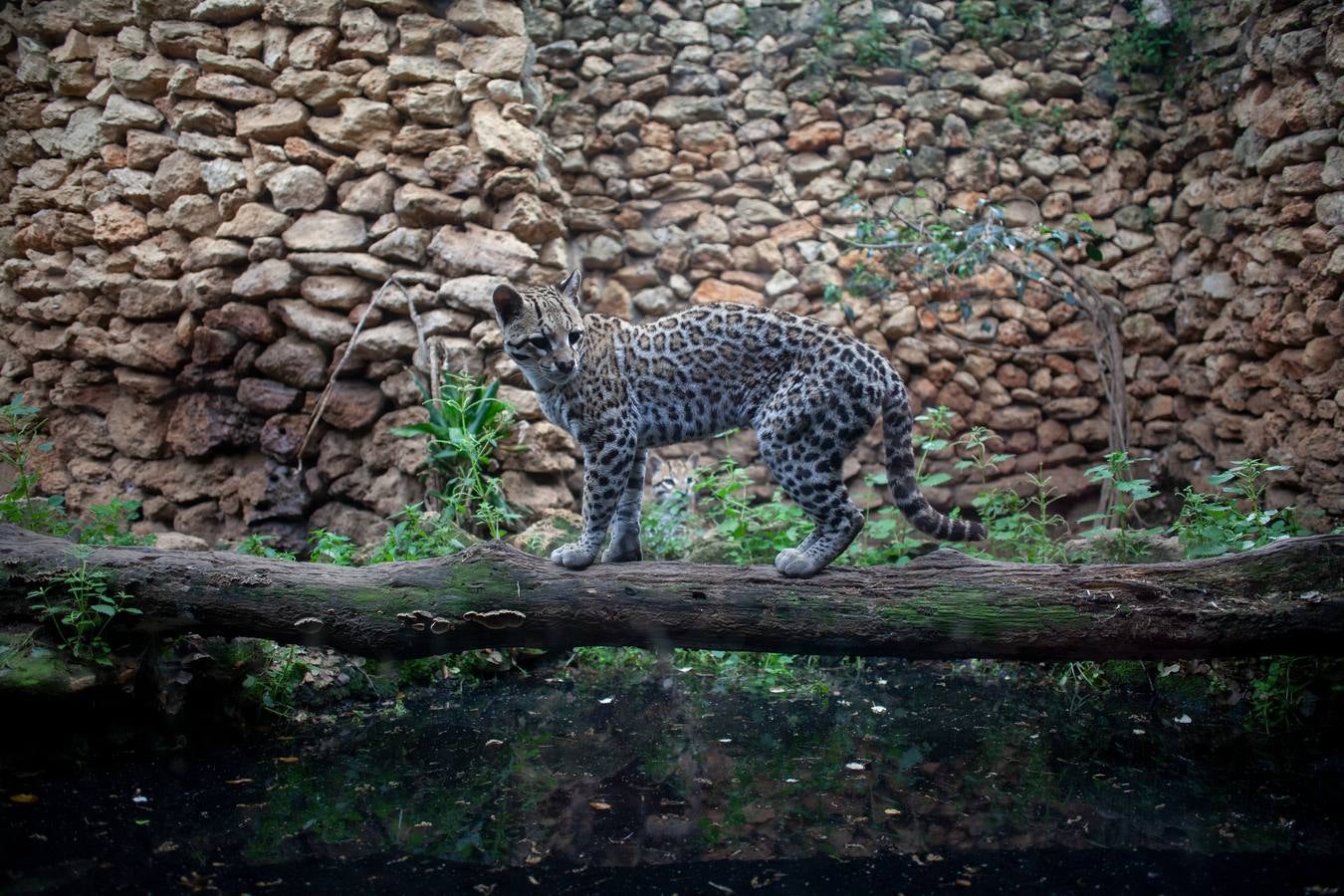 La crisis del coronavirus pone en jaque al centro de animales de Castellar de la Frontera