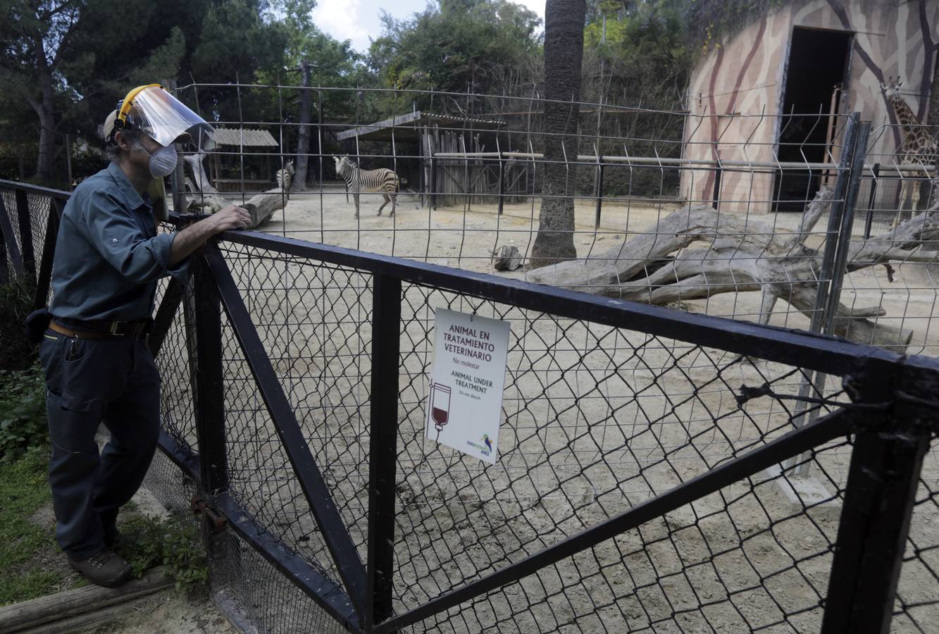 Fotos: El zoo de Jerez en los tiempos del coronavirus