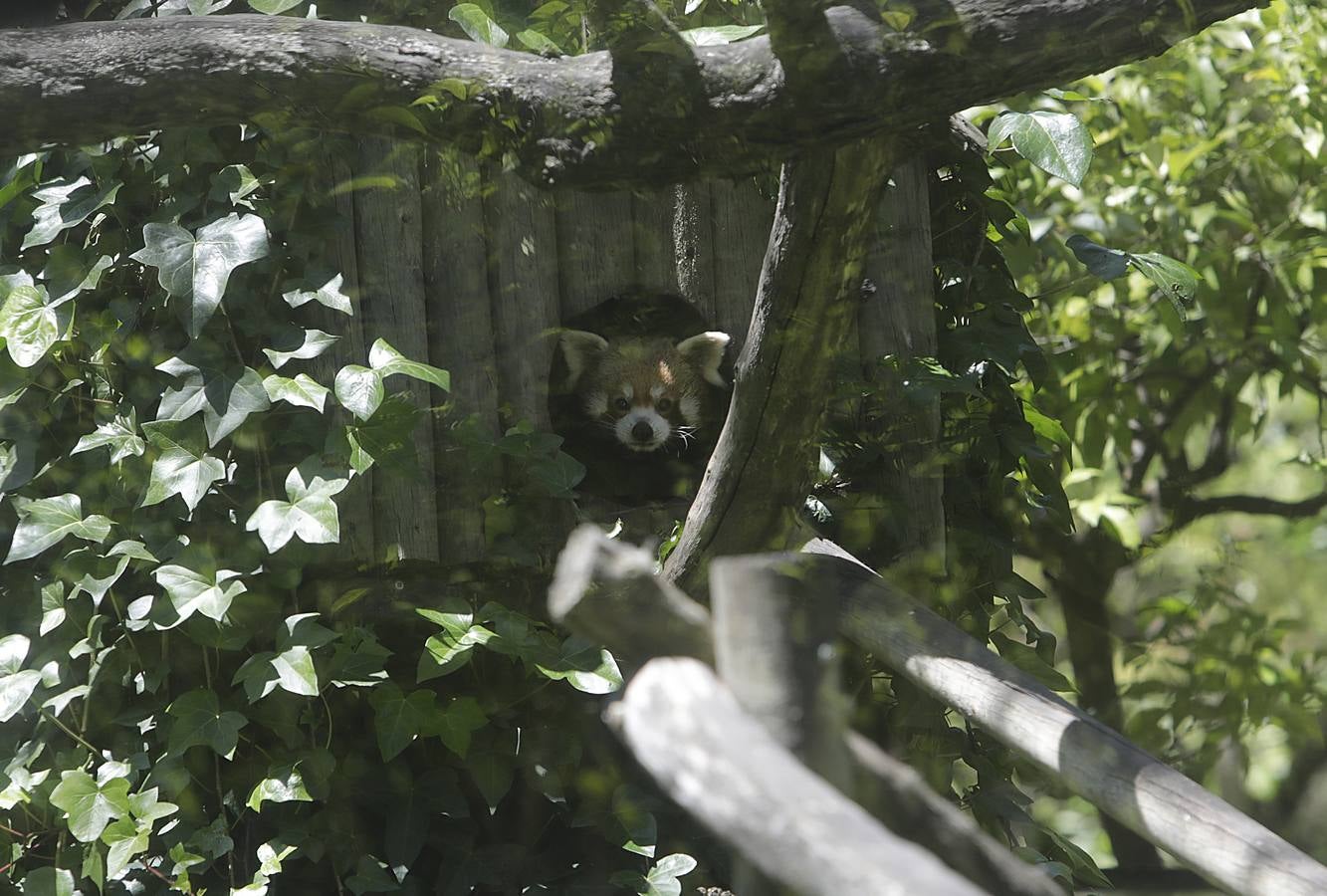 Fotos: El zoo de Jerez en los tiempos del coronavirus