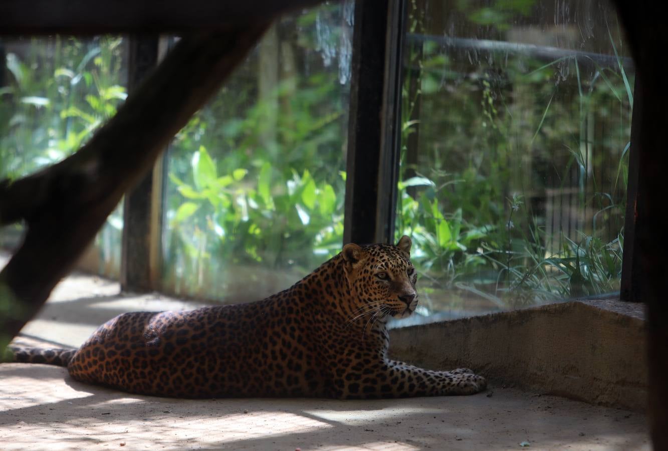 Fotos: El zoo de Jerez en los tiempos del coronavirus