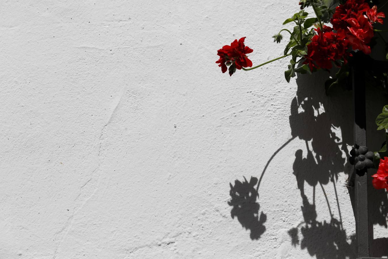 La quietud del Alcázar Viejo de Córdoba, en imágenes