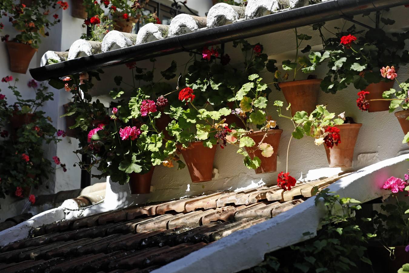 Los patios de San Basilio de Córdoba en el confinamiento, en imágenes