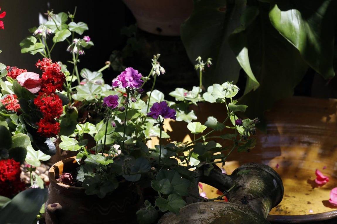 Los patios de Tafures, Ocaña y el Pozanco de Córdoba, en imágenes