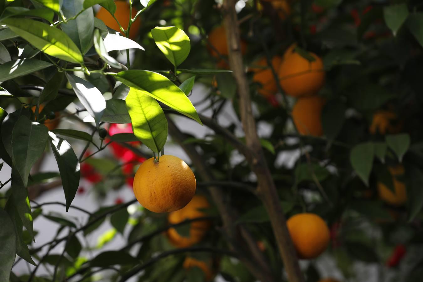 Los patios de Tafures, Ocaña y el Pozanco de Córdoba, en imágenes