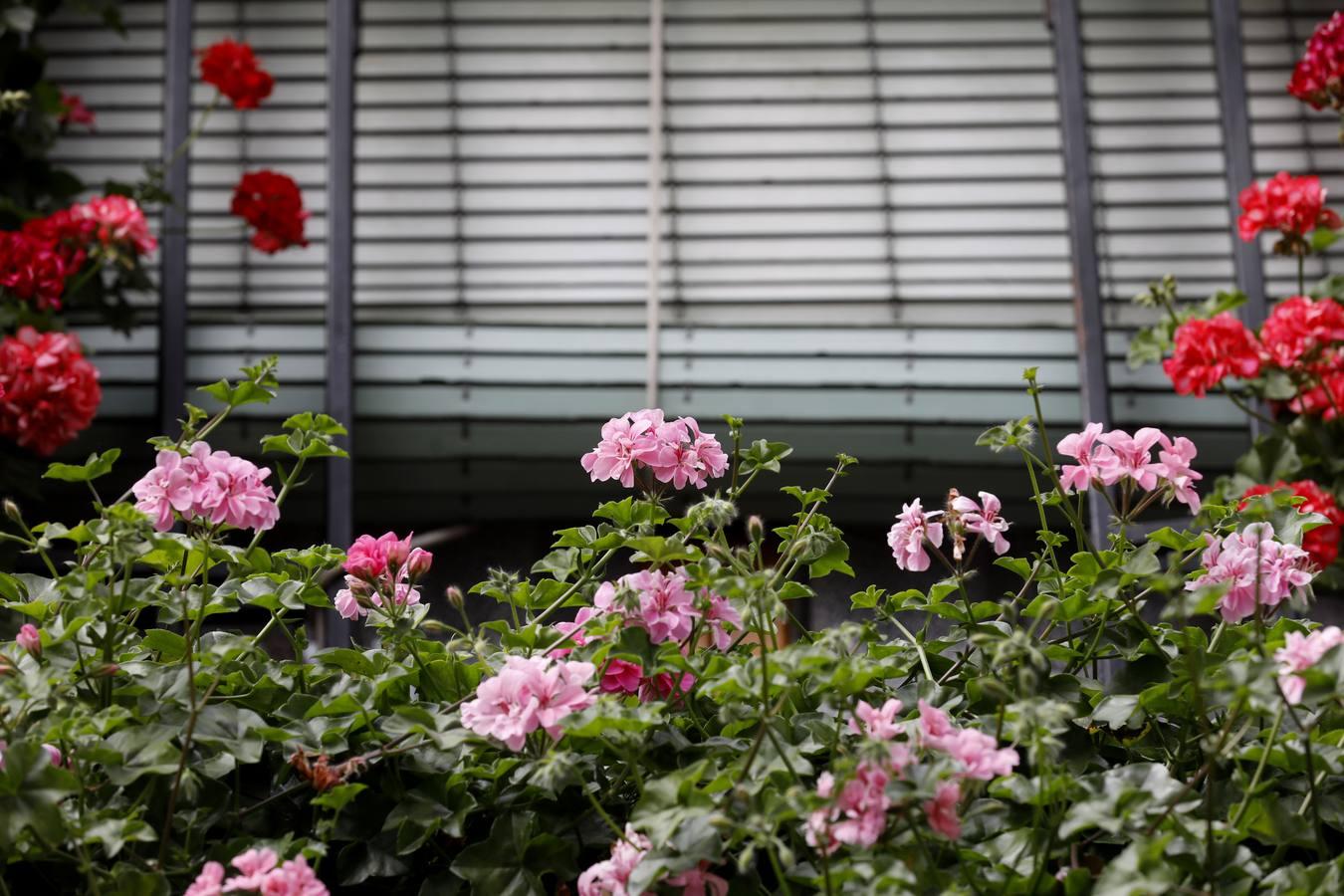 Las rejas y los balcones de Córdoba en 2020, en imágenes