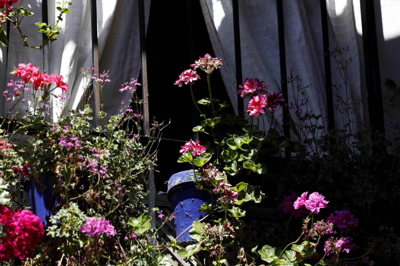 Los patios de Córdoba en plaza de las Tazas e Isabel II, en imágenes