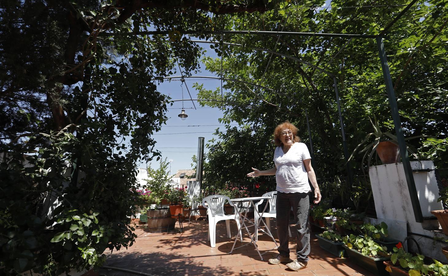 Los patios de Córdoba en plaza de las Tazas e Isabel II, en imágenes