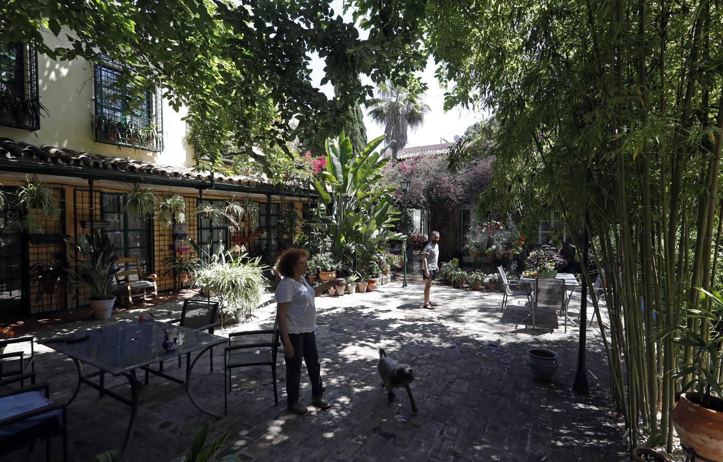 Los patios de Córdoba en plaza de las Tazas e Isabel II, en imágenes