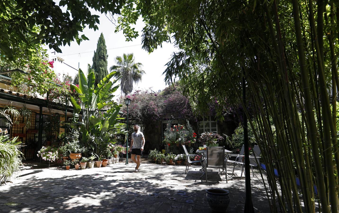 Los patios de Córdoba en plaza de las Tazas e Isabel II, en imágenes