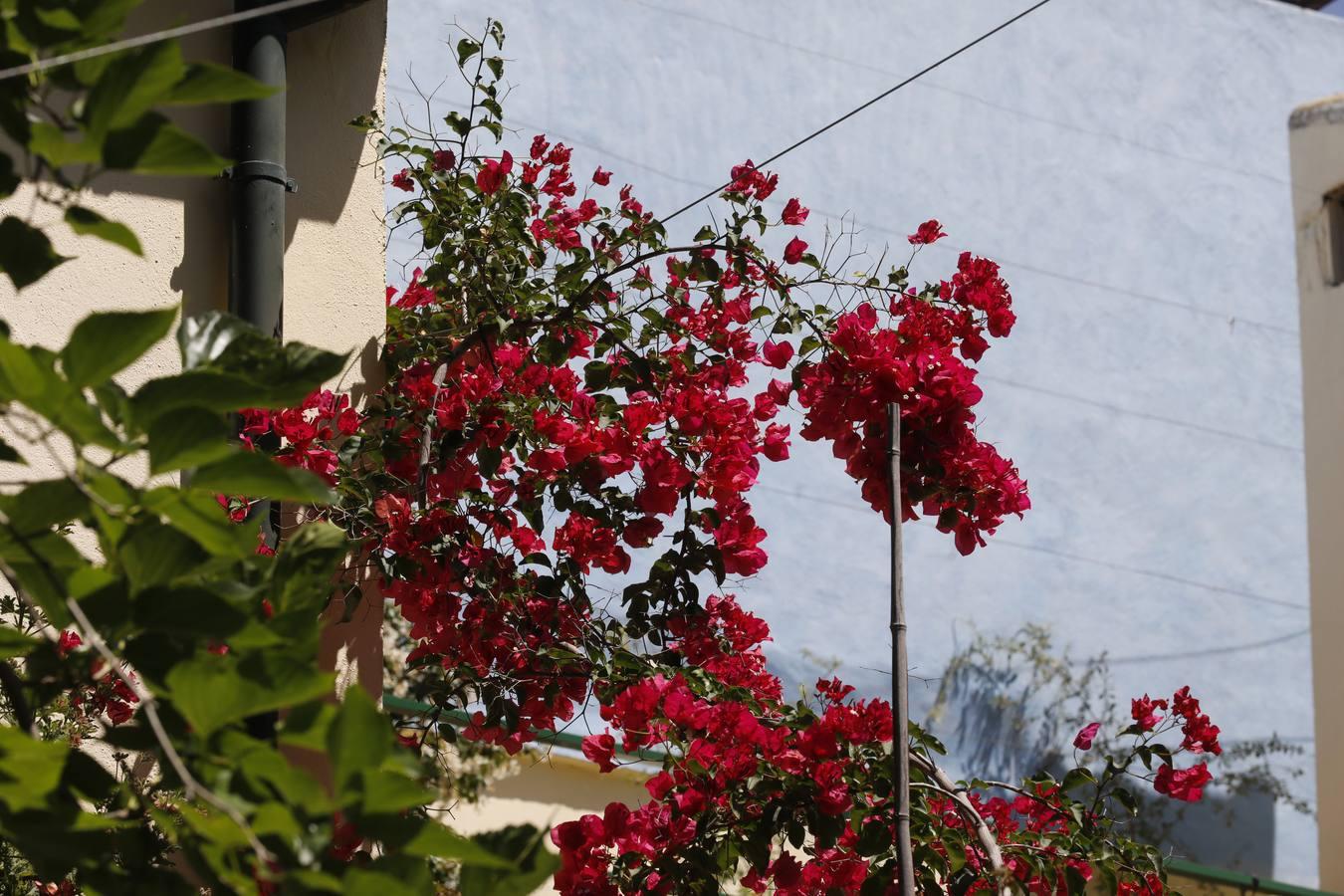 Los patios de Córdoba en plaza de las Tazas e Isabel II, en imágenes