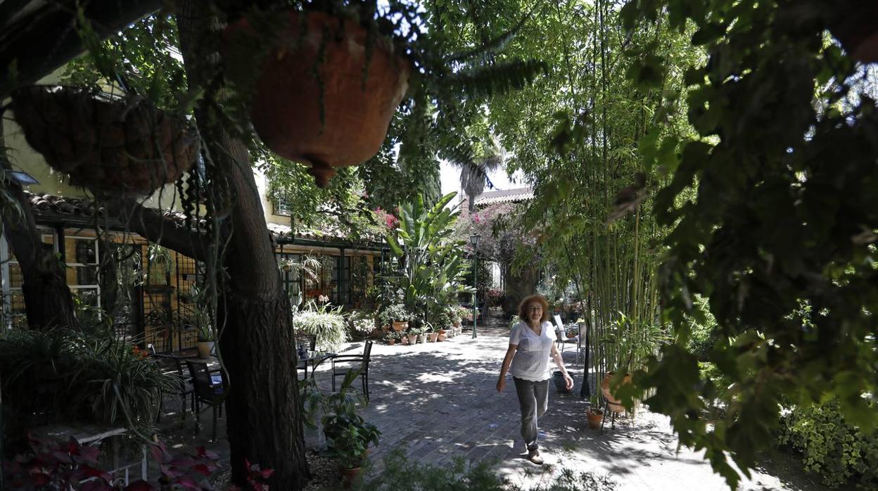 Los patios de Córdoba en plaza de las Tazas e Isabel II, en imágenes